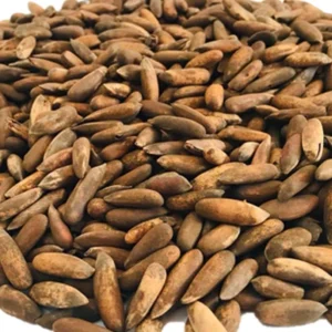 PINE NUTS (چلغوزہ)